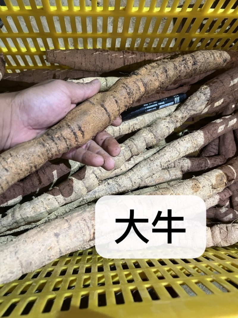 工厂常年供应各种牛大力规格，大牛，中牛，小牛，大次牛等。