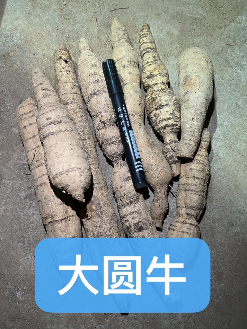 工厂常年供应各种牛大力规格，大牛，中牛，小牛，大次牛等。