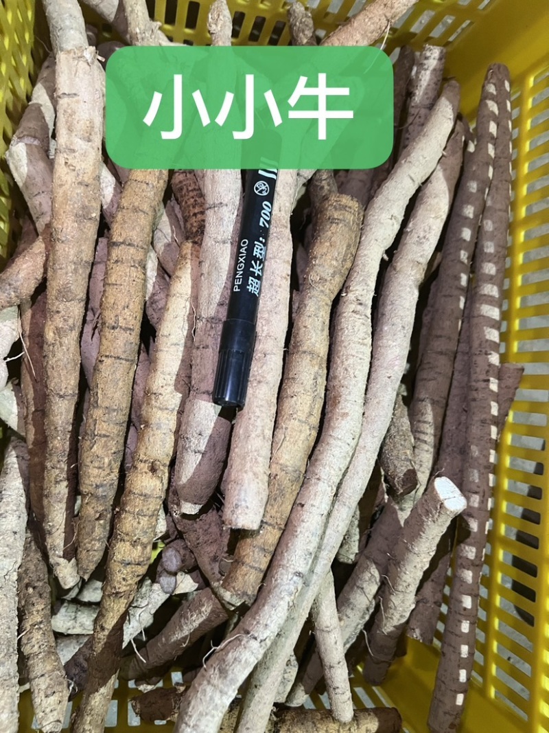 工厂常年供应各种牛大力规格，大牛，中牛，小牛，大次牛等。