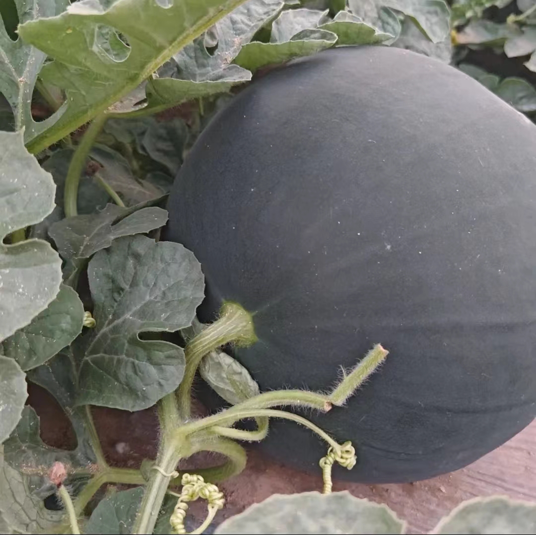 成熟的西瓜与花朵对比图