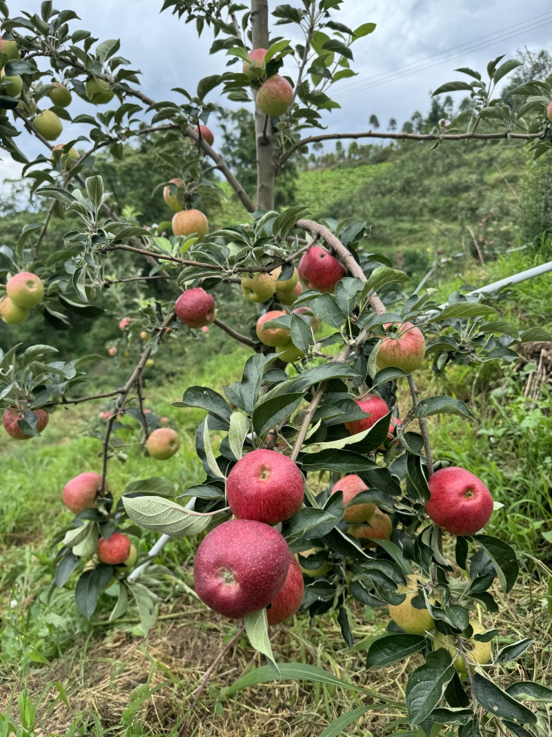 云南早熟苹果。红露糖心苹果，基地货源，一手货源，樱桃苹果