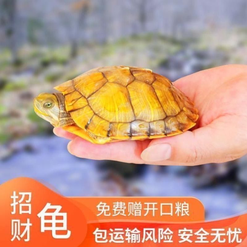 【招财黄金龟】巴西龟幼龟摆地摊龟情侣龟宠物观赏龟小乌龟通用