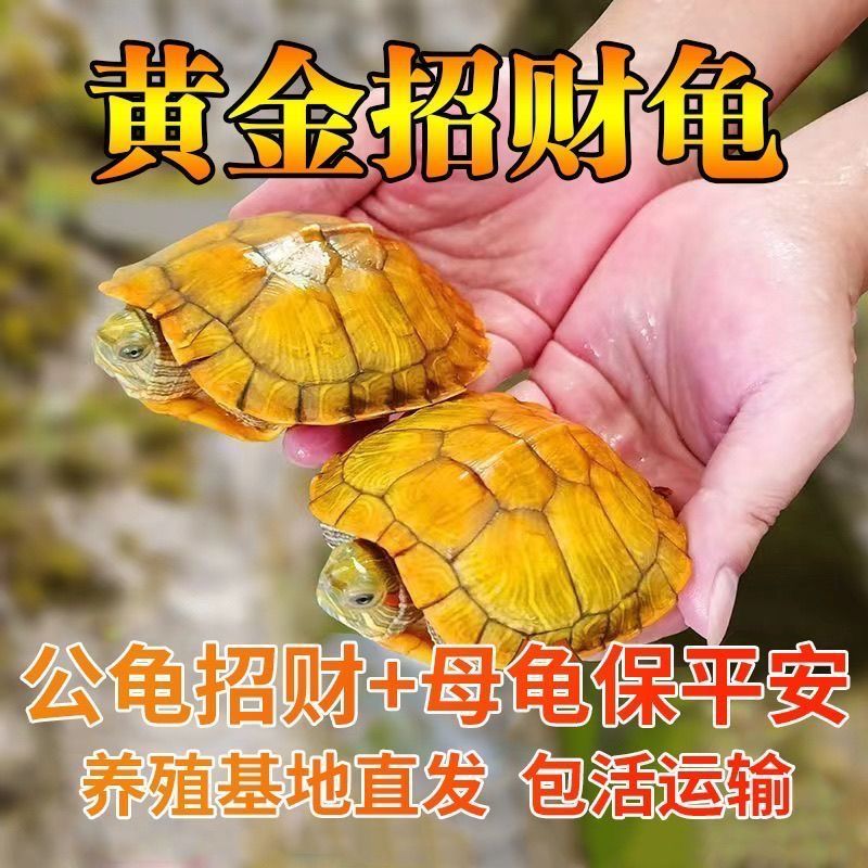 【招财黄金龟】巴西龟幼龟摆地摊龟情侣龟宠物观赏龟小乌龟通用