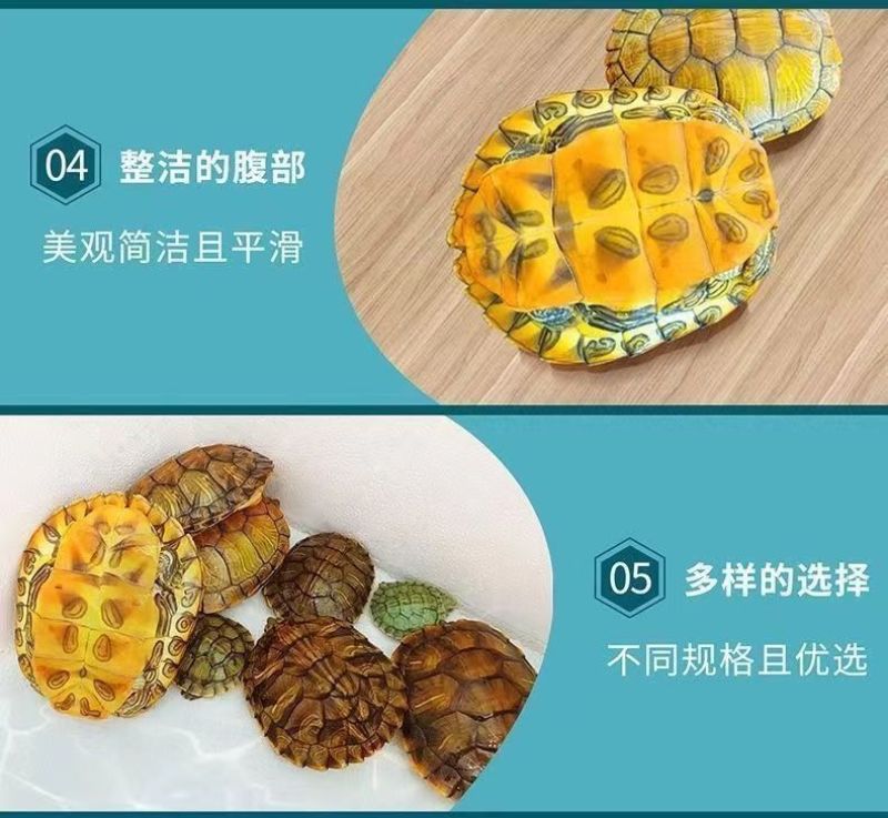 【招财黄金龟】巴西龟幼龟摆地摊龟情侣龟宠物观赏龟小乌龟通用