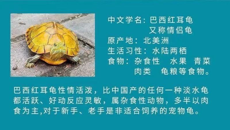 【招财黄金龟】巴西龟幼龟摆地摊龟情侣龟宠物观赏龟小乌龟通用