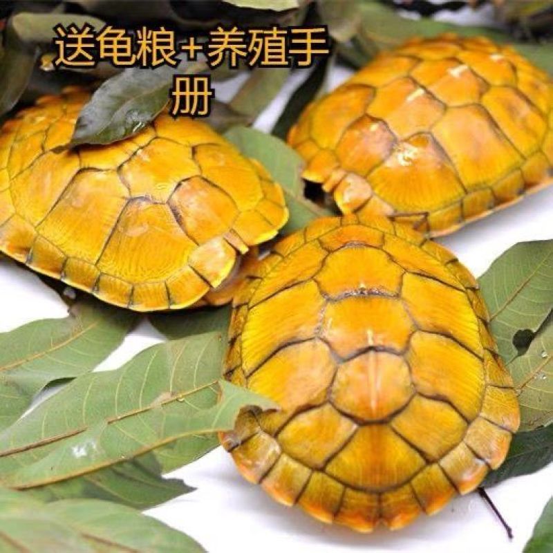 【招财黄金龟】巴西龟幼龟摆地摊龟情侣龟宠物观赏龟小乌龟通用