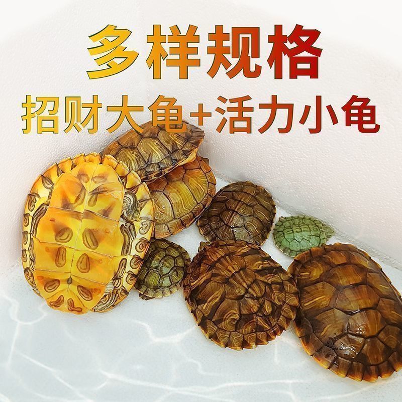 【招财黄金龟】巴西龟幼龟摆地摊龟情侣龟宠物观赏龟小乌龟通用