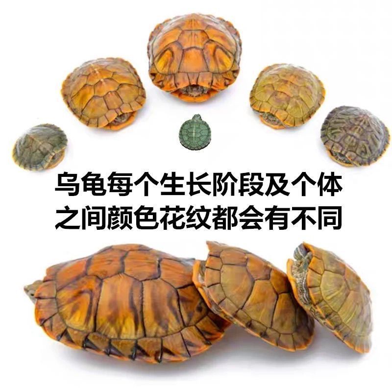 【招财黄金龟】巴西龟幼龟摆地摊龟情侣龟宠物观赏龟小乌龟通用