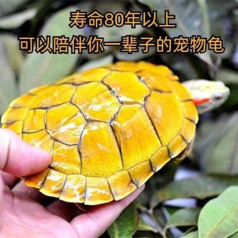 【招财黄金龟】巴西龟幼龟摆地摊龟情侣龟宠物观赏龟小乌龟通用