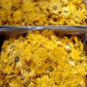 山西运城金丝皇菊