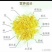 山西运城金丝皇菊