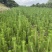 80公分高临沂黑松苗大量现货供应，质量好价格低全国可发货