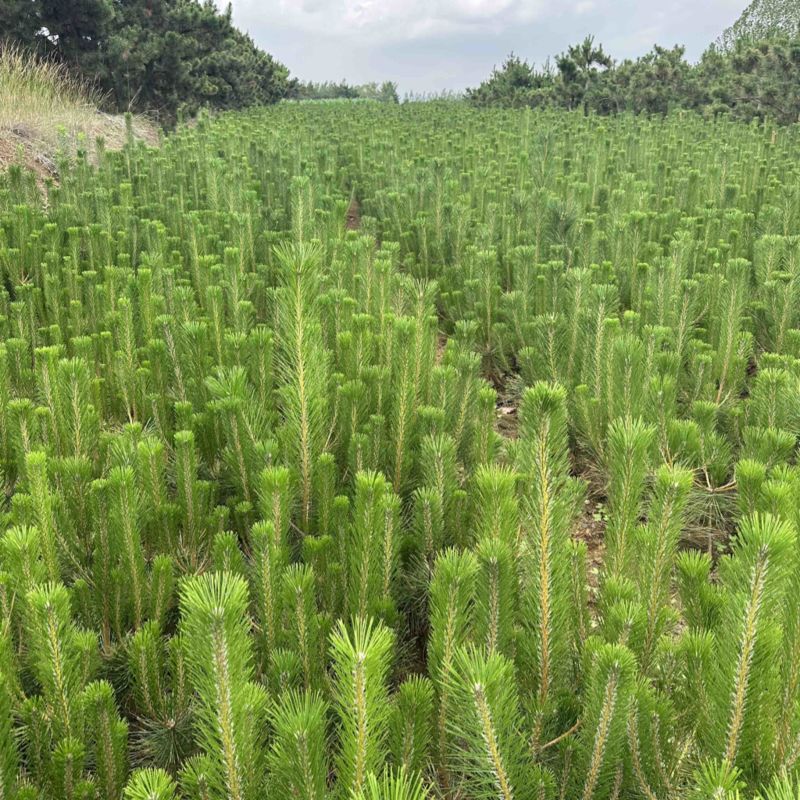 80公分高临沂黑松苗大量现货供应，质量好价格低全国可发货