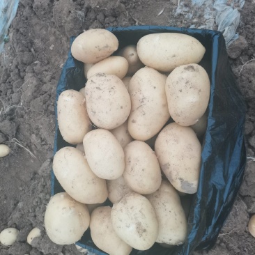 【精选】供应荷兰系列土豆货源充足保证质量土豆