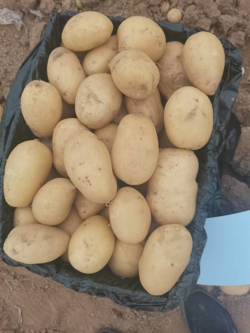 【精选】供应荷兰系列土豆货源充足保证质量土豆