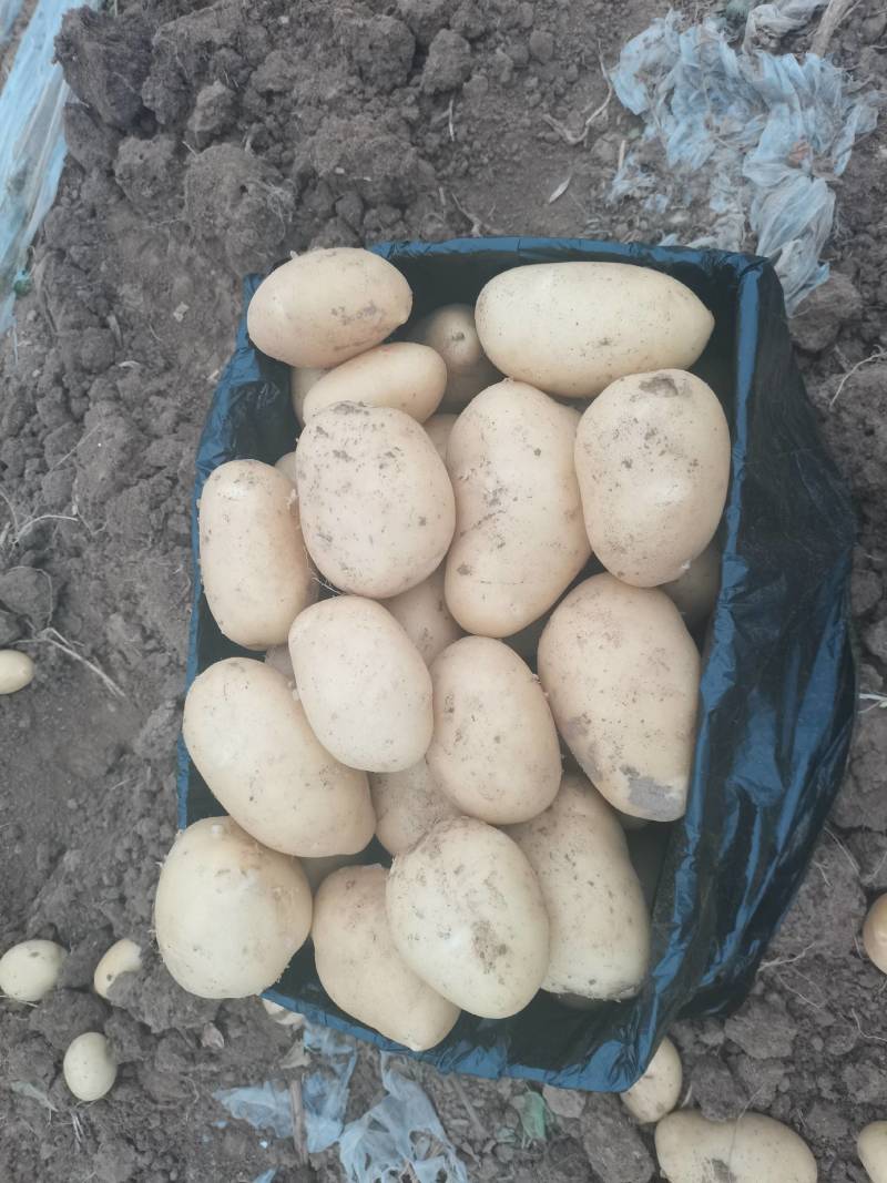 【精选】供应荷兰系列土豆货源充足保证质量土豆