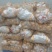 【精选】供应荷兰系列土豆货源充足保证质量土豆