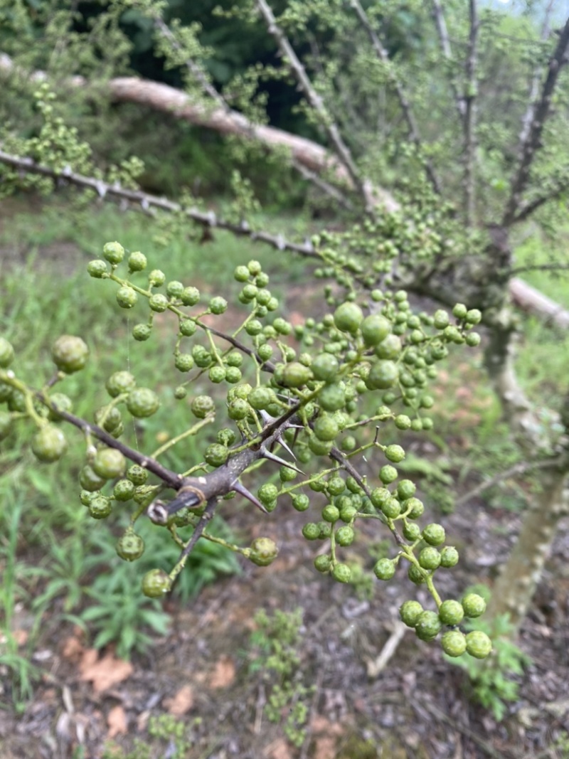 总共十多万斤，九叶青花椒地里鲜货，麻味十足