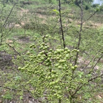 青花椒地里鲜货，麻，香味差点，走车价4