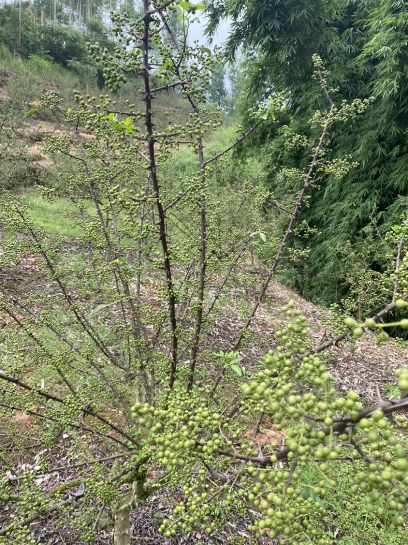 总共十多万斤，九叶青花椒地里鲜货，麻味十足