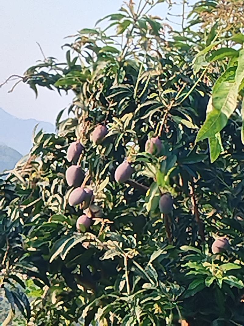 1，2级大量货源