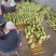 1，2级大量货源