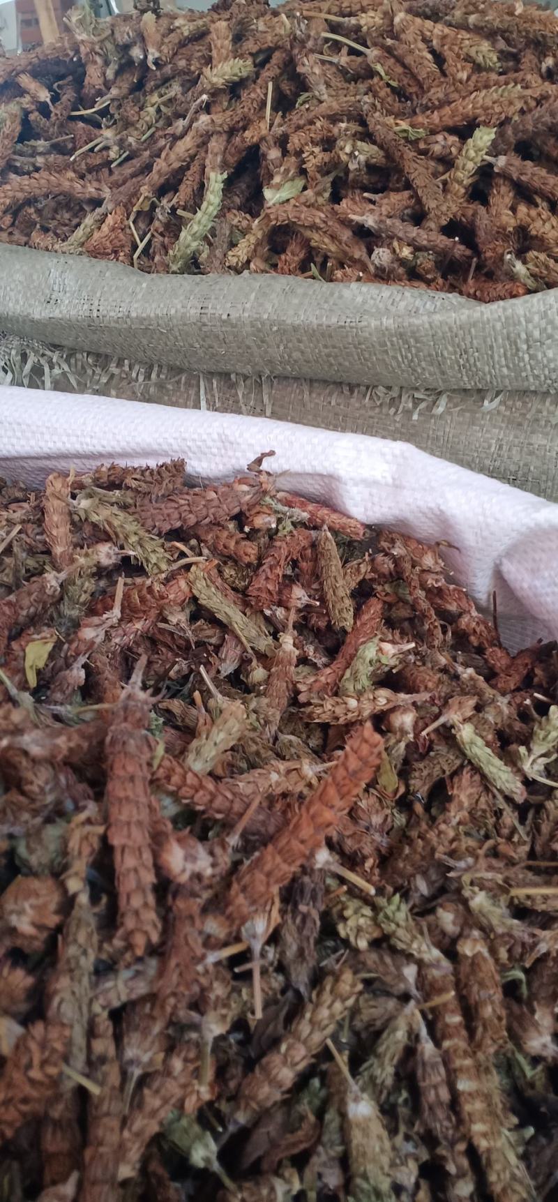 下枯球中药材批发一手货源量大忧惠全国发货