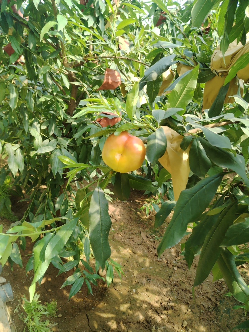 代收各种油桃，各品种都有
