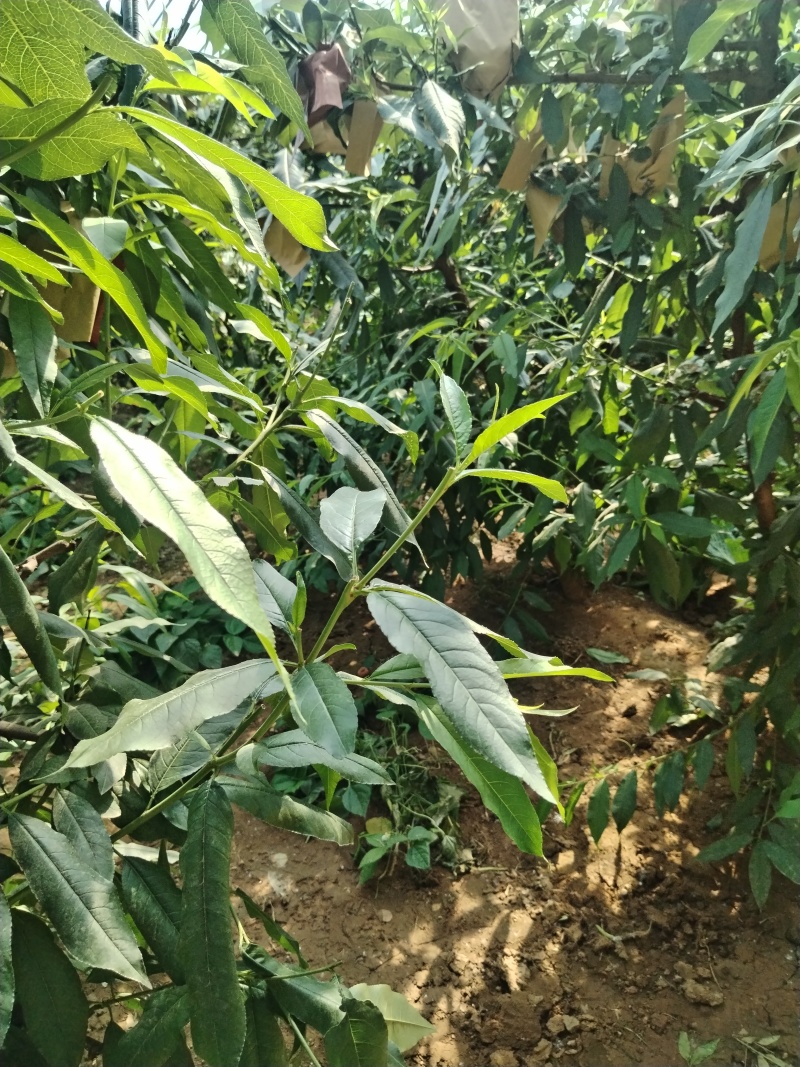代收各种油桃，各品种都有