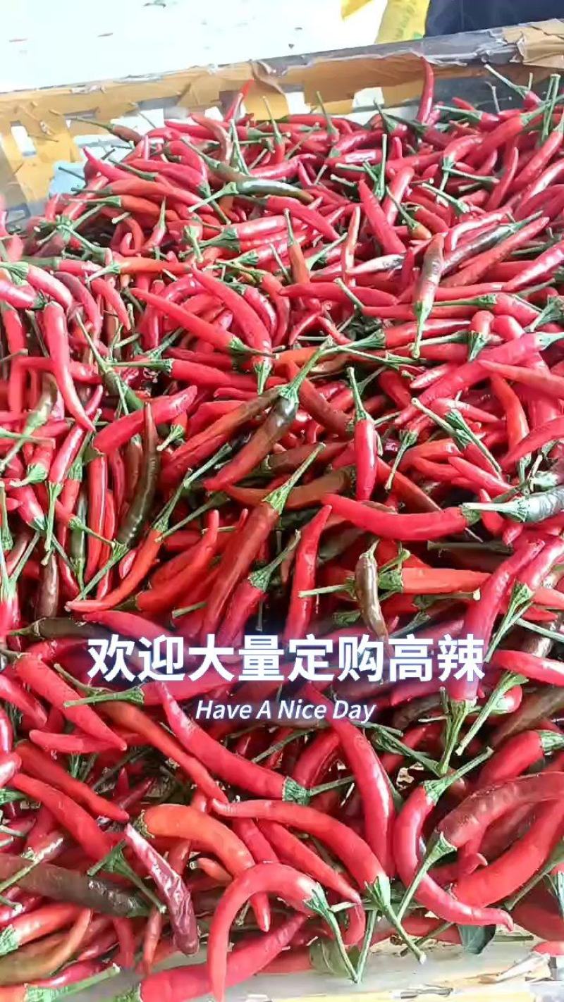 圣椒，火凤，小米辣