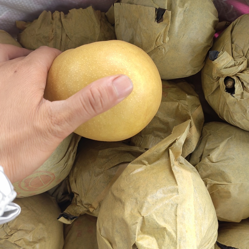 圆黄梨个头大，味道甜