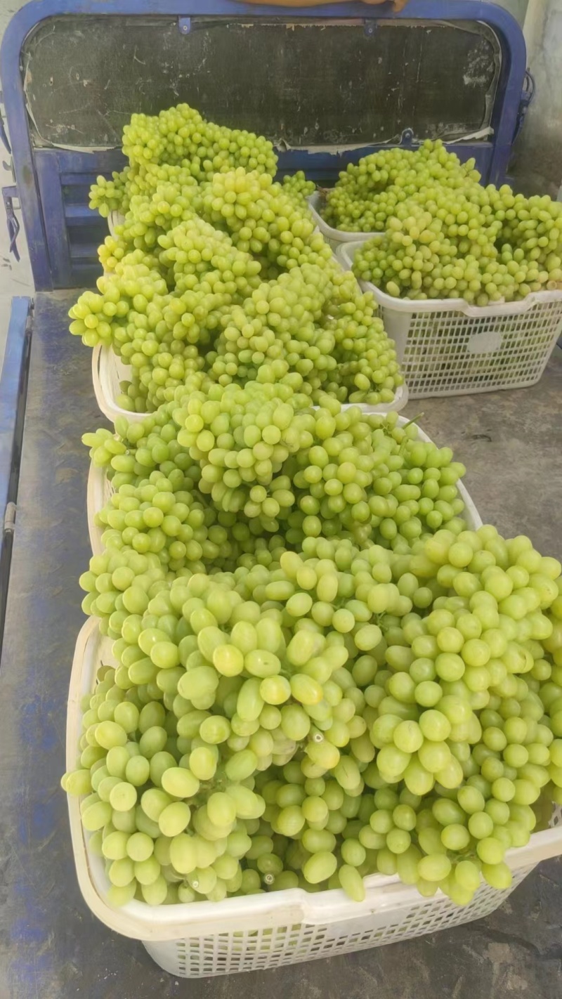吐鲁番无籽葡萄
