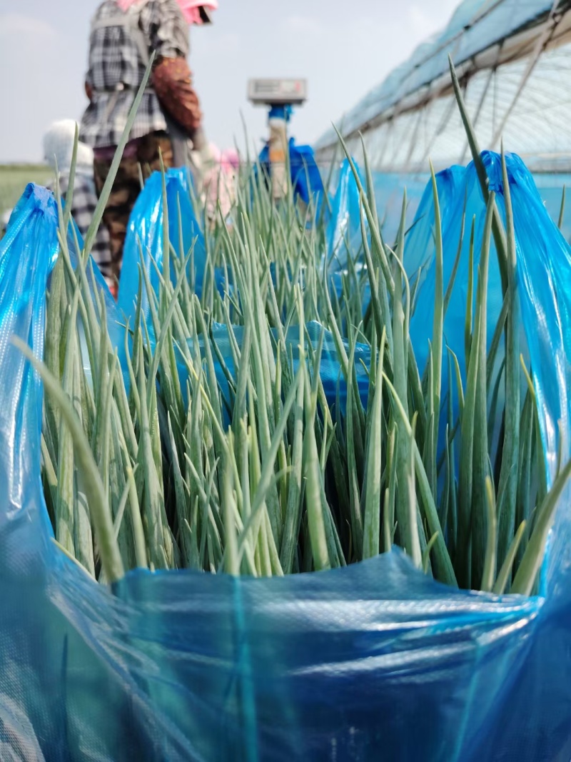 新民产地精品小葱保质保量欢迎订购