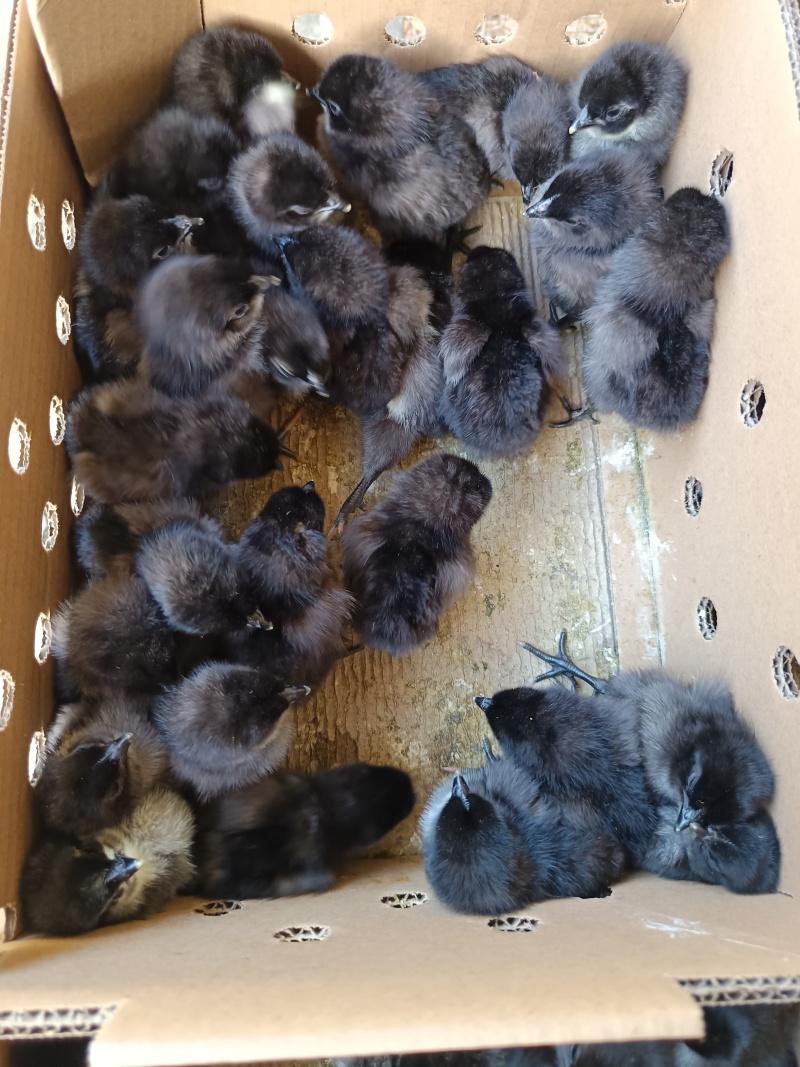 五黑绿壳蛋鸡品种质量保证厂家直销