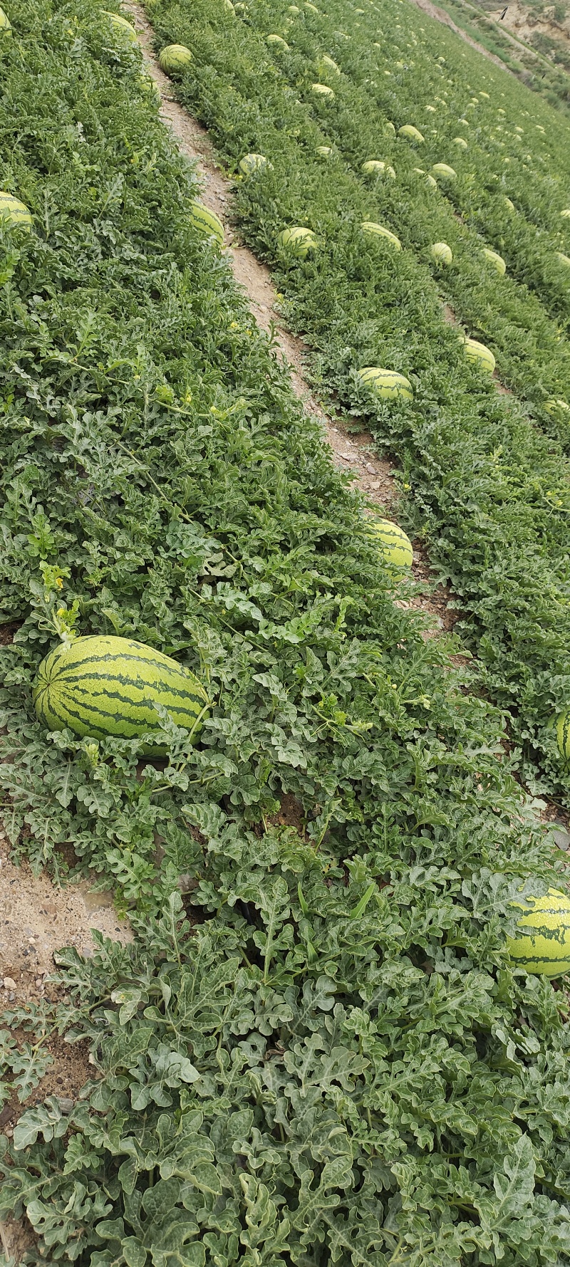 正宗宁夏硒砂瓜