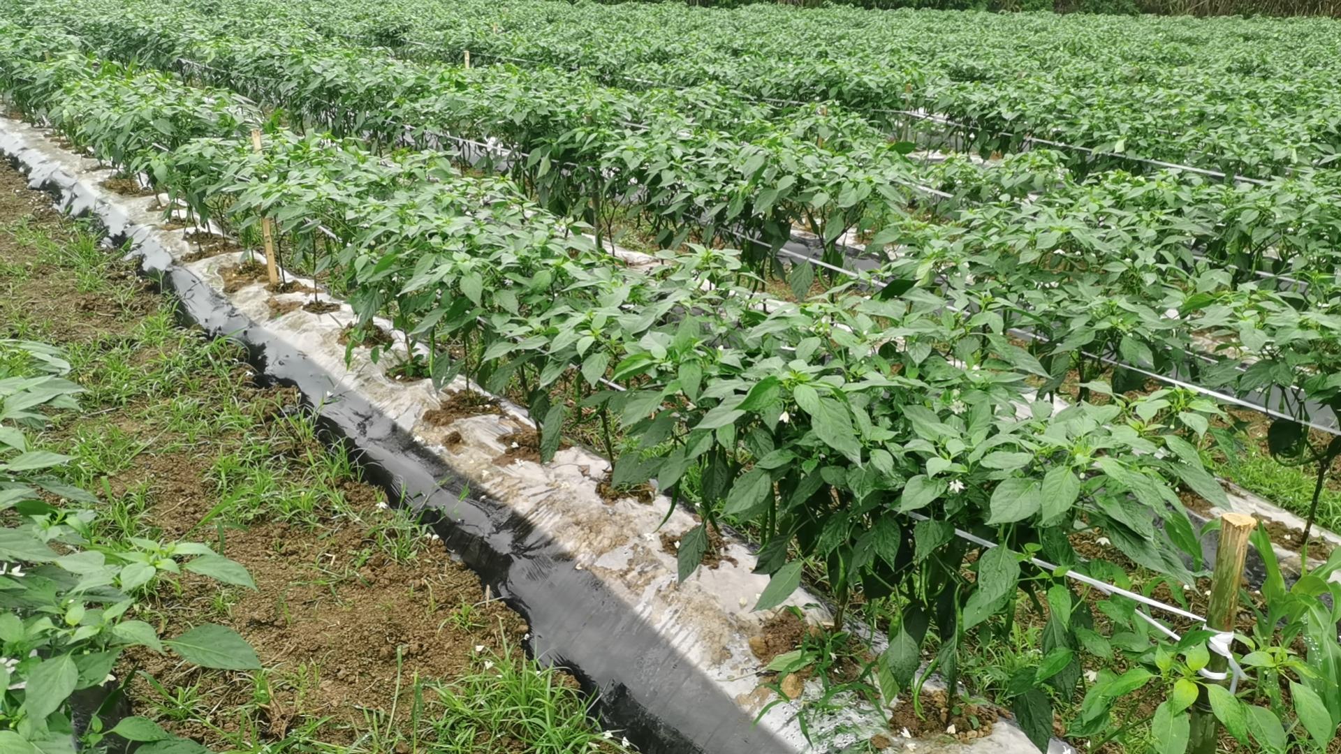 线椒种植田间图