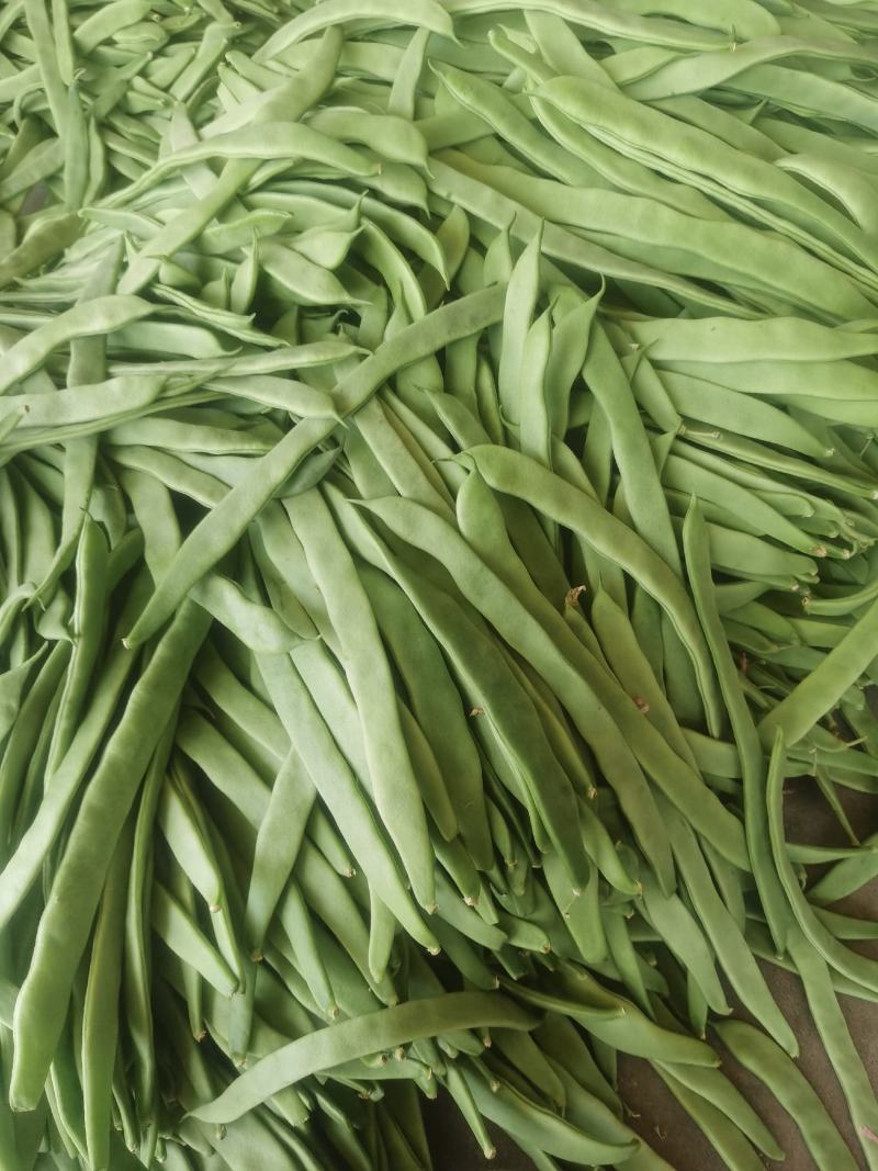 豆角大量上市