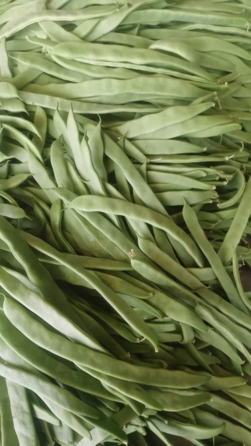 豆角大量上市