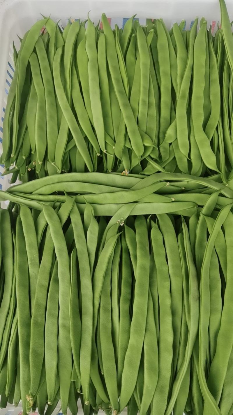 豆角大量上市