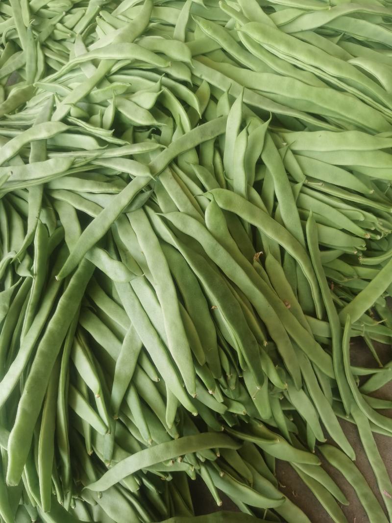 豆角大量上市