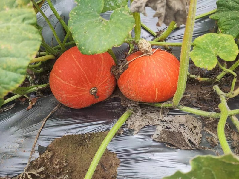 南瓜🎃，基地订货大量