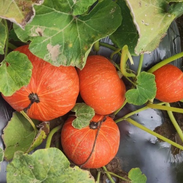 南瓜🎃，基地订货大量