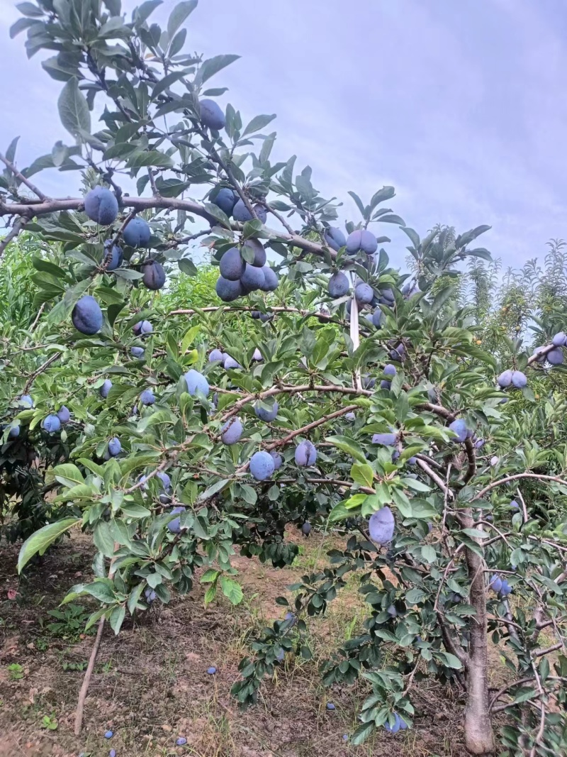 陕西西梅蓝西梅产地直发，对接市场，工厂，电商