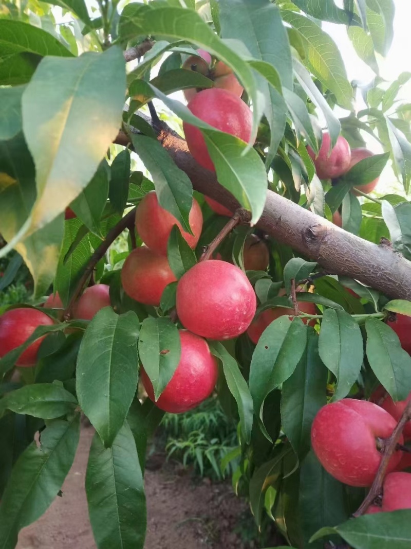 陕西大荔中油20大量上市。