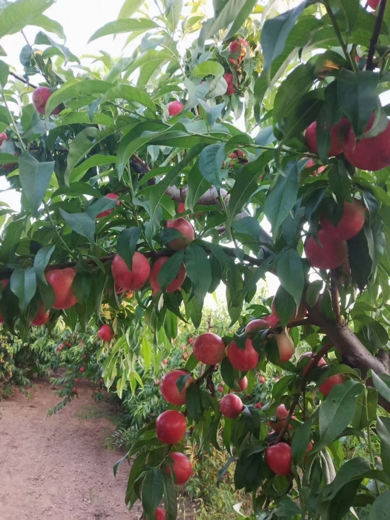 陕西大荔中油20大量上市。