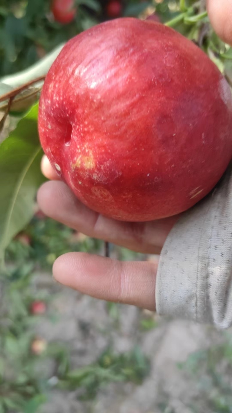 陕西大荔中油20大量上市。