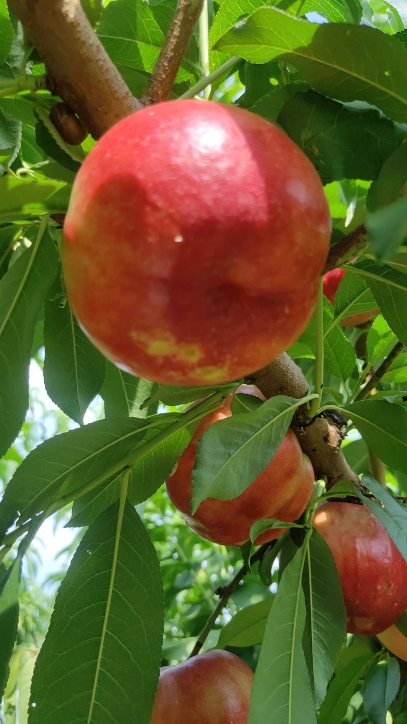 陕西大荔中油20大量上市。