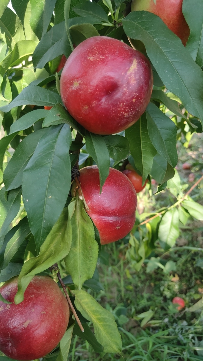陕西大荔中油20大量上市。