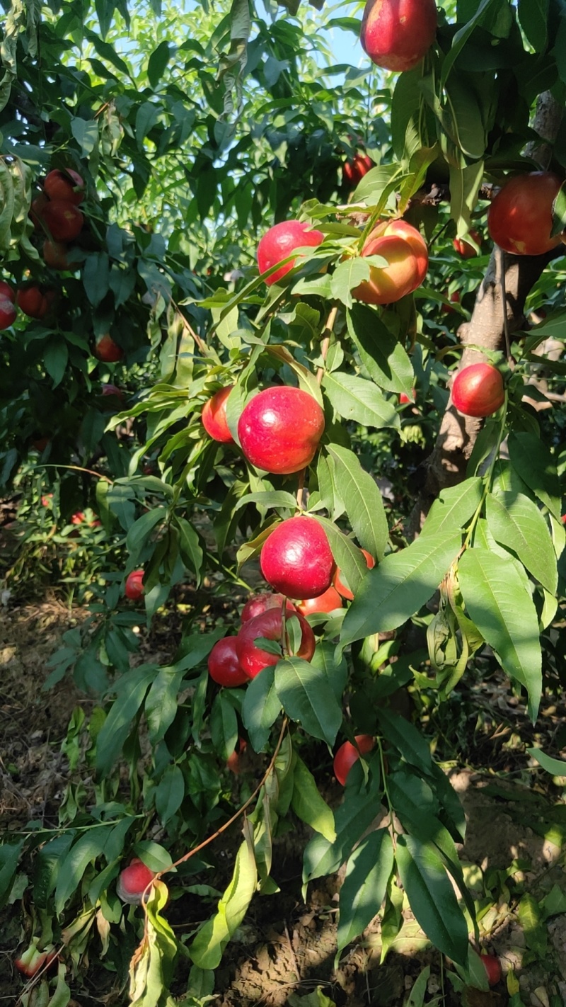 陕西大荔中油20大量上市。