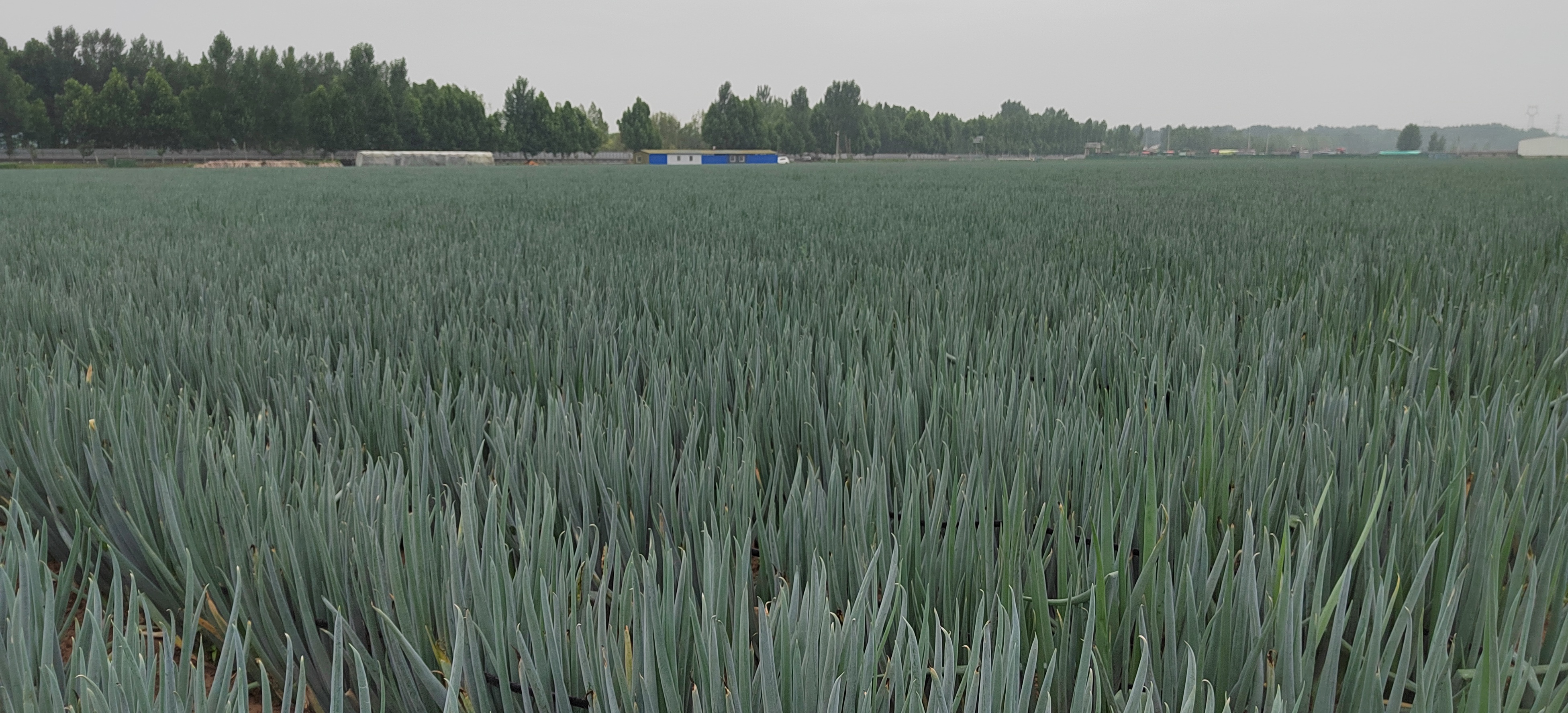 展示钢葱成熟后大面积丰收、农户采收装车的场景 钢葱丰收图